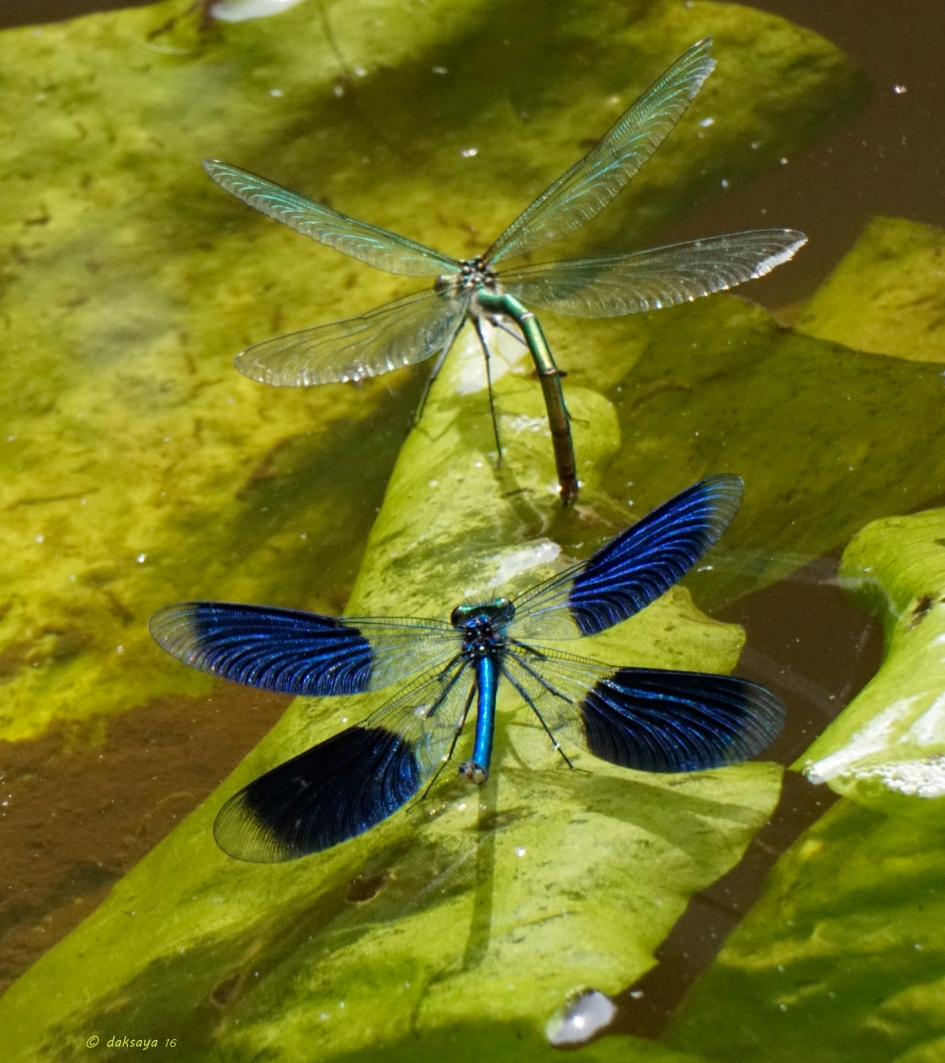 Eitjes afzetten - Geleedpotigen - Weidebeekjuffer
