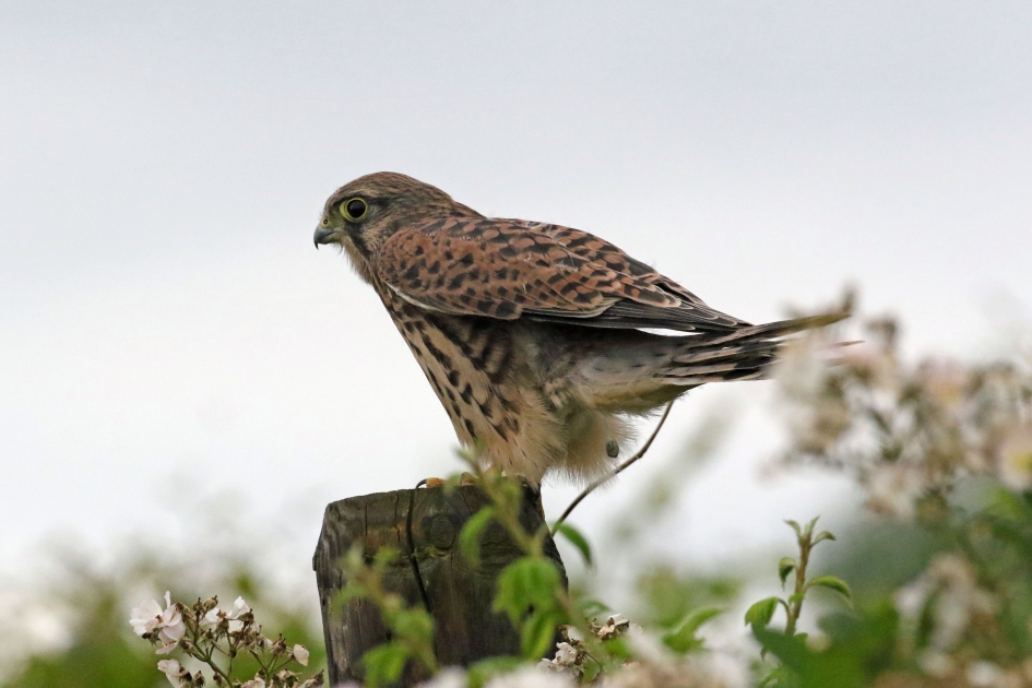 Even een boodschapje doen - Vogels - 