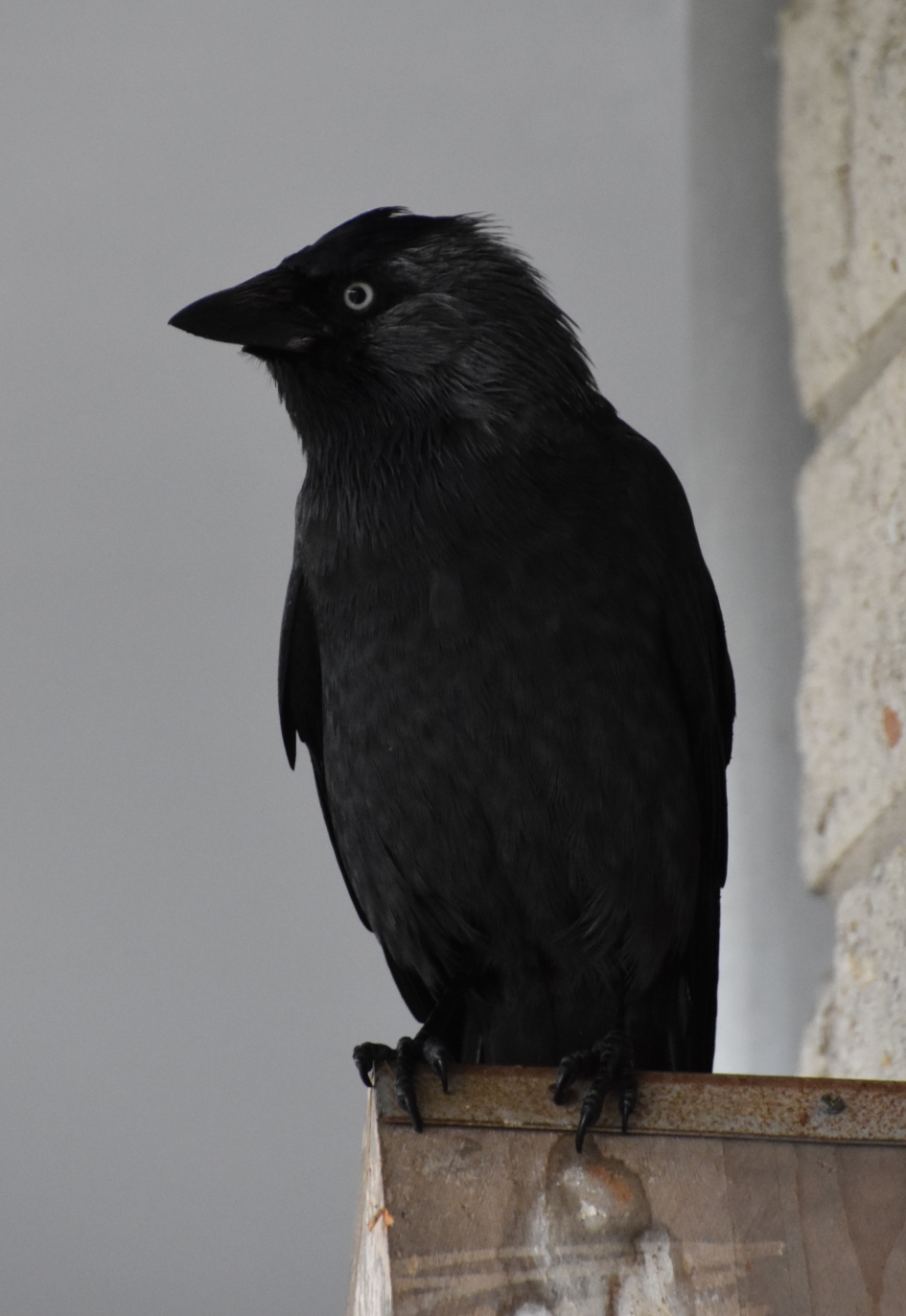 Even wachten - Vogels - Kauw