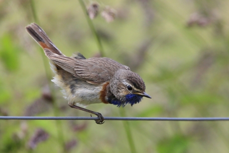 Evenwichtskunstenaar