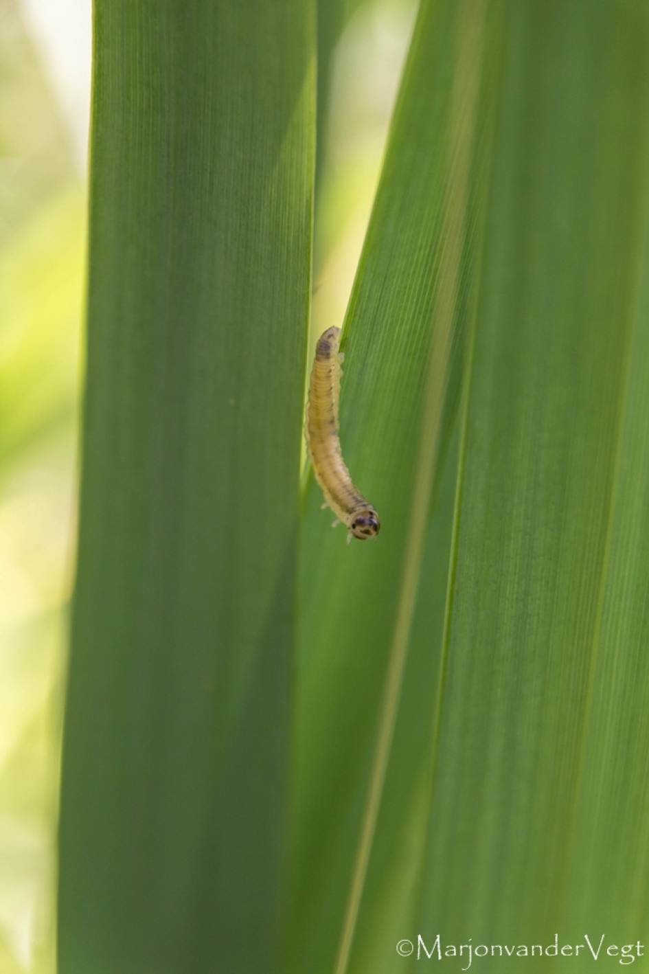 Eye contact - Geleedpotigen - rups