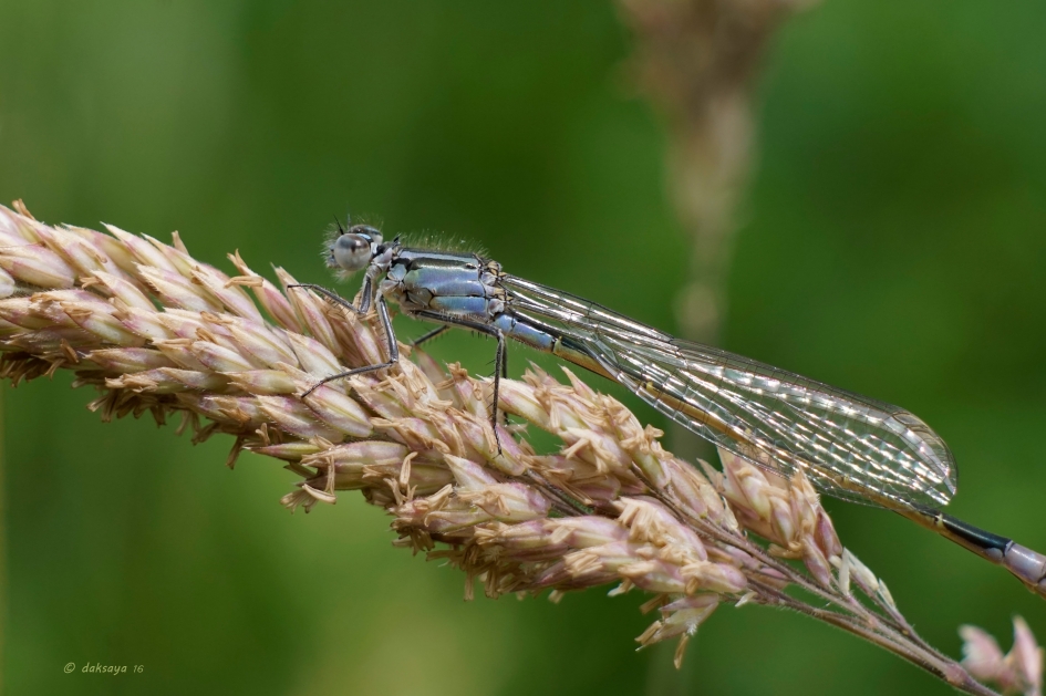 Fladderend - Geleedpotigen - 