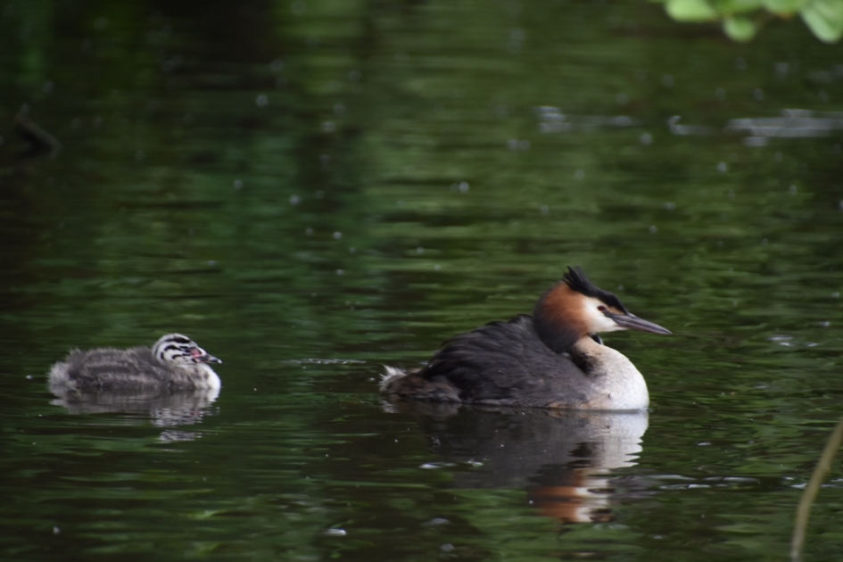 Fuut met jong - Vogels - Fuut