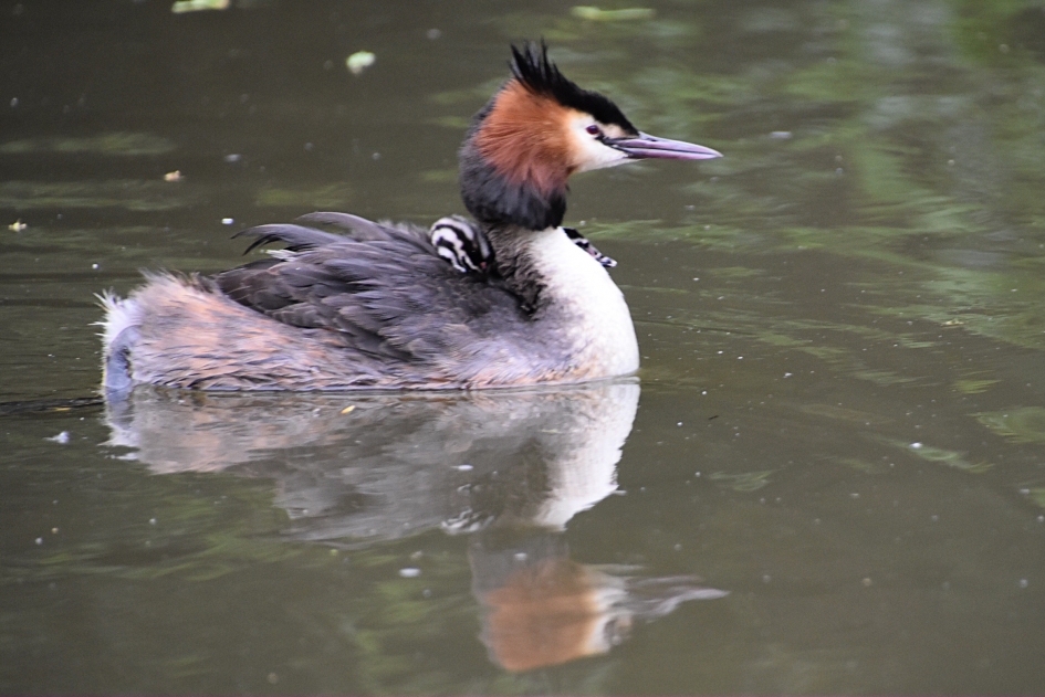 Fuut met jongen - Vogels - 