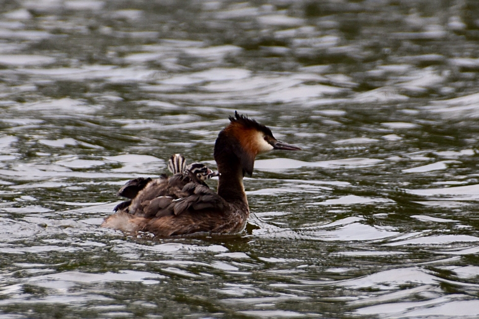 Fuut met jongen - Vogels - 