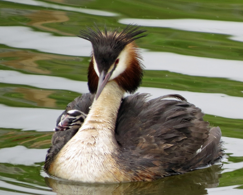 Fuutje de voorste - Vogels - 