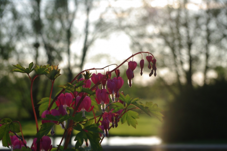 Gebroken Hart - Planten - Gebroken hartje roze