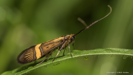 Geelbandlangsprietmot