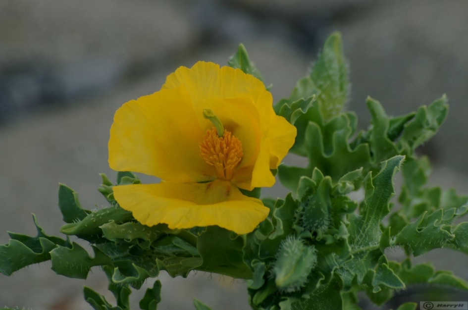 gele hoornpapaver - Planten - 