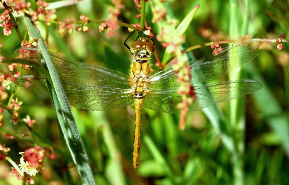 gele libelle - Geleedpotigen - 