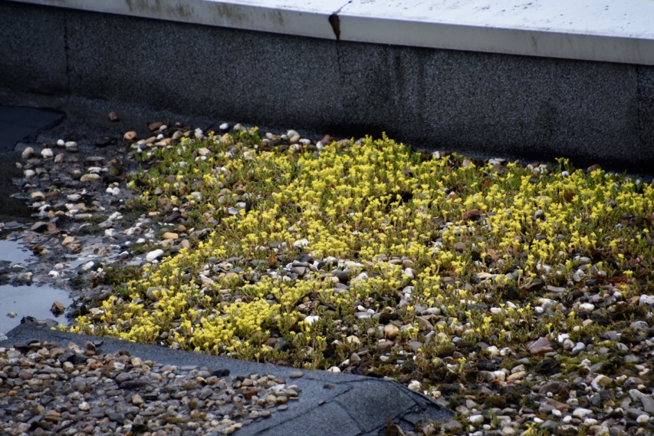 Gele bloempjes - Planten - Muurpeper