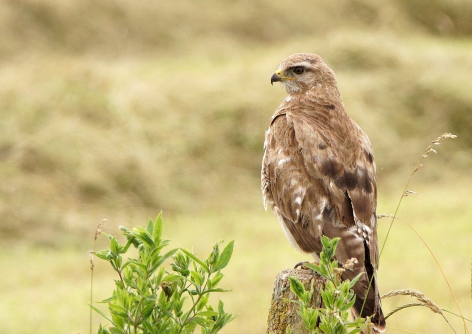Geluks vogel - Vogels - Buizerd