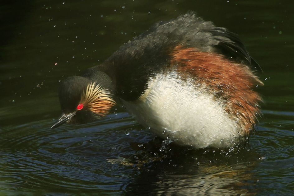 Schuddebui ... - Vogels - Geoorde Fuut
