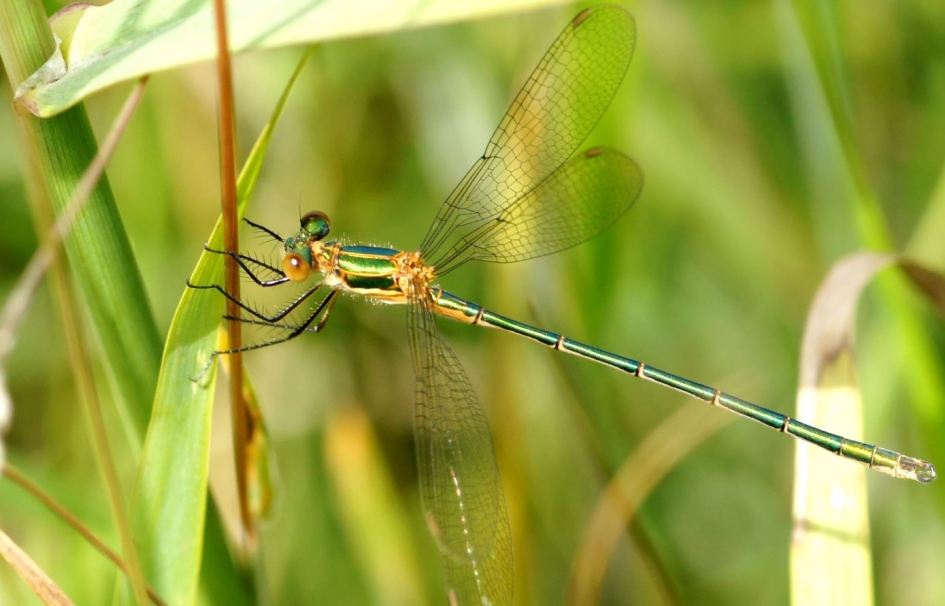 Gepantserde zwerf juffer - Geleedpotigen - 