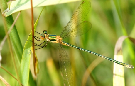 Gepantserde zwerf juffer