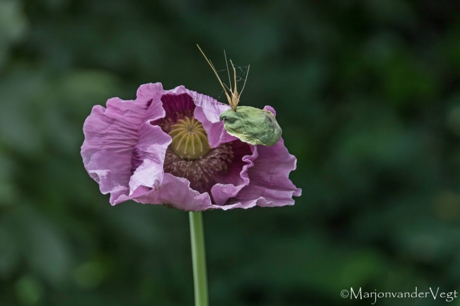 Geraakt - Planten - papaver