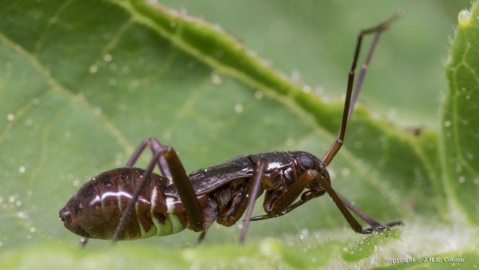 Geribde prachtblindwants - Geleedpotigen - Geribde prachtblindwants