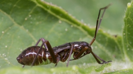Geribde prachtblindwants