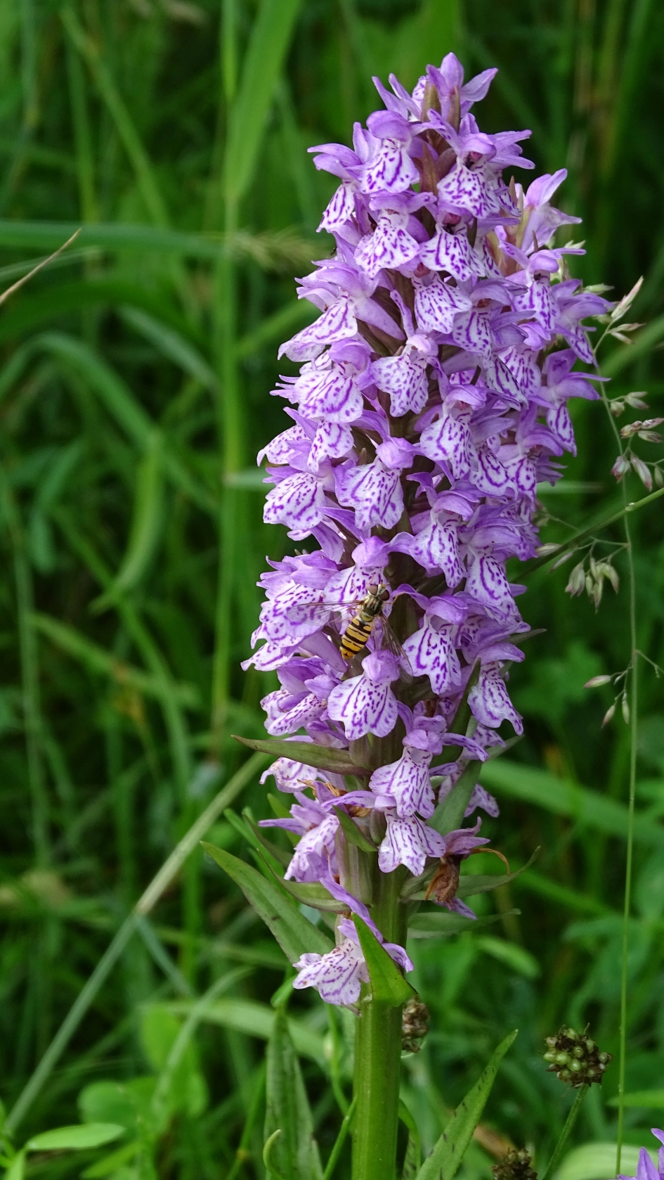 Bosorchis - Planten - Bosorchis