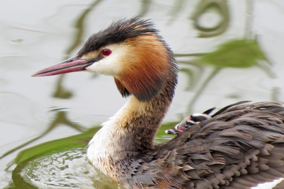 Goed beschermd - Vogels - 
