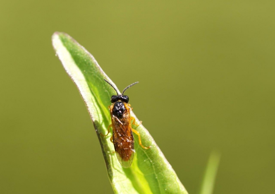 Goed weekend - Geleedpotigen - 