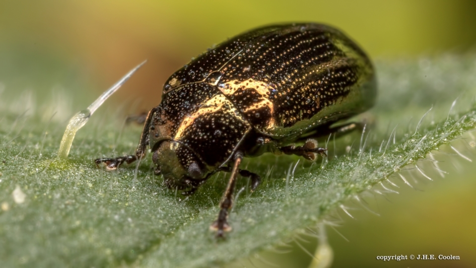 Goudhaantje - Geleedpotigen - Goudhaantje