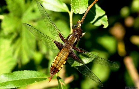 Goudkleurige (gele) platbuik libelle
