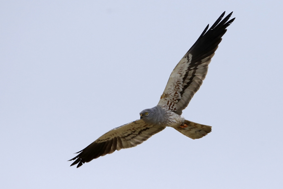 Grauw in 't blauw ... - Vogels - GRAUWE KIEKENDIEF