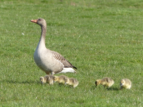 Grauwe Gans met jongen