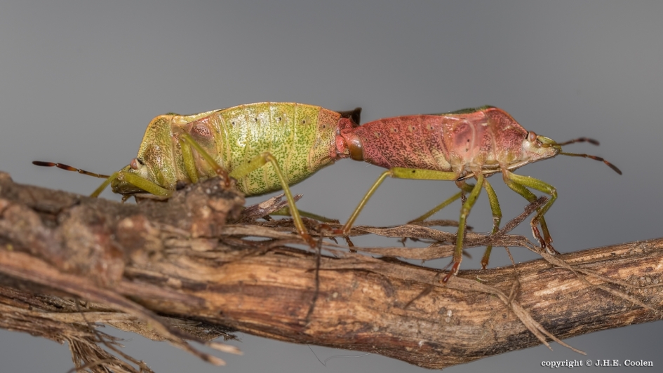 Groen - Geleedpotigen - Groene stinkwants