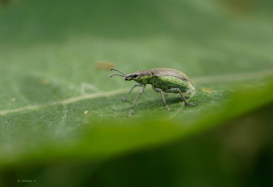 Groene distelsnuitkever - Geleedpotigen - Groene distelsnuitkever