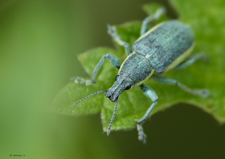 Groene distelsnuitkever