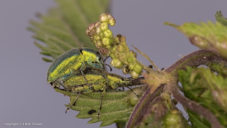 Groene distelsnuitkever(s)
