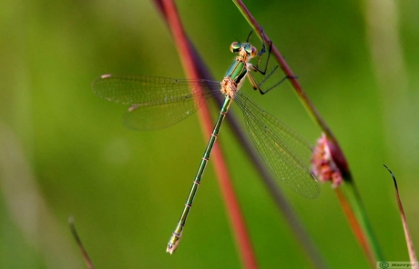 groene libelle