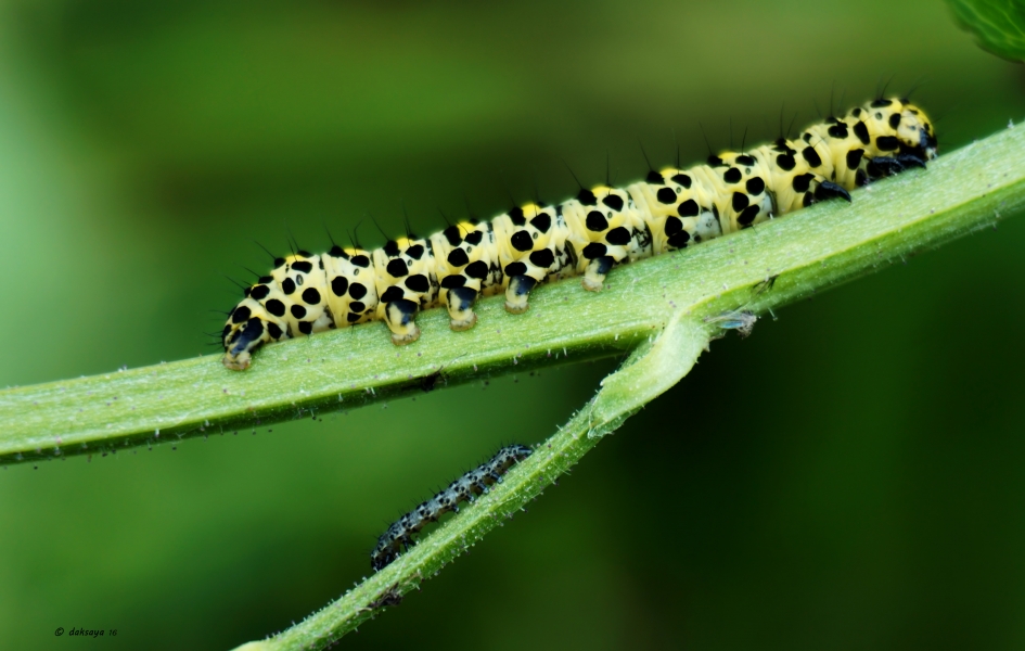 'Groot' en 'klein' - Geleedpotigen - 