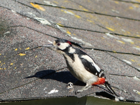 Grote Bonte Specht man