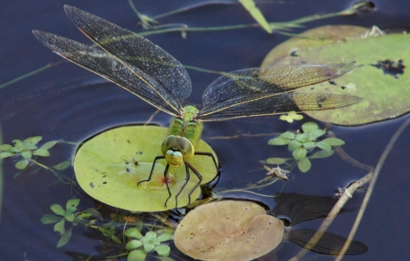 grote groene libelle ,Keizerslibelle, tijdens het afzetten van eieren.