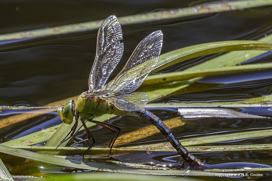 Grote keizerlibel - Geleedpotigen - Grote keizerlibel