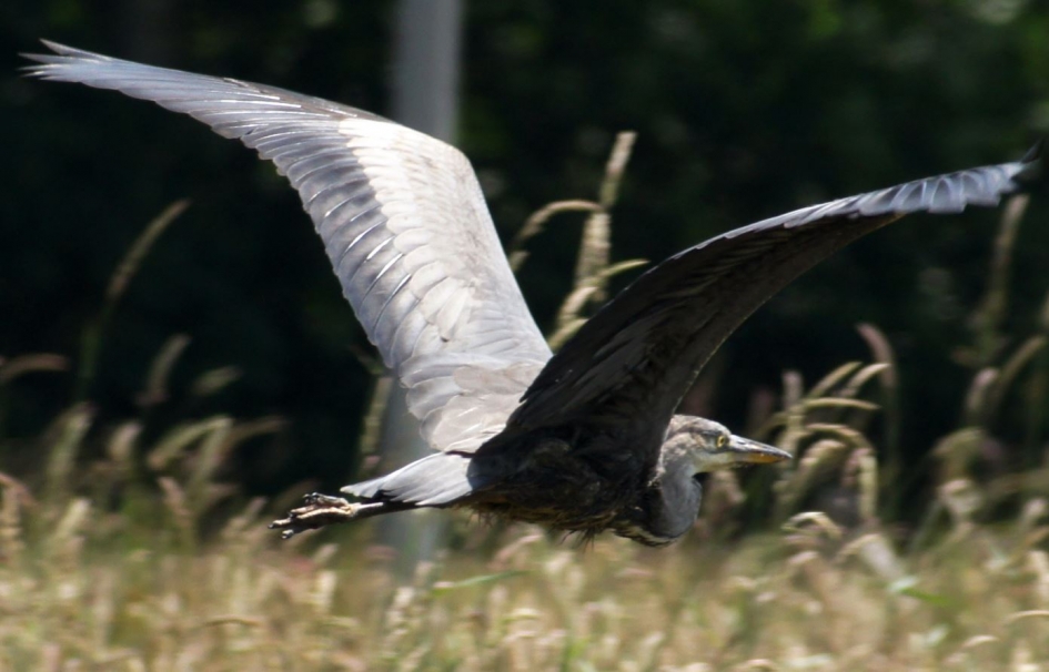 grote reiger - Vogels - 