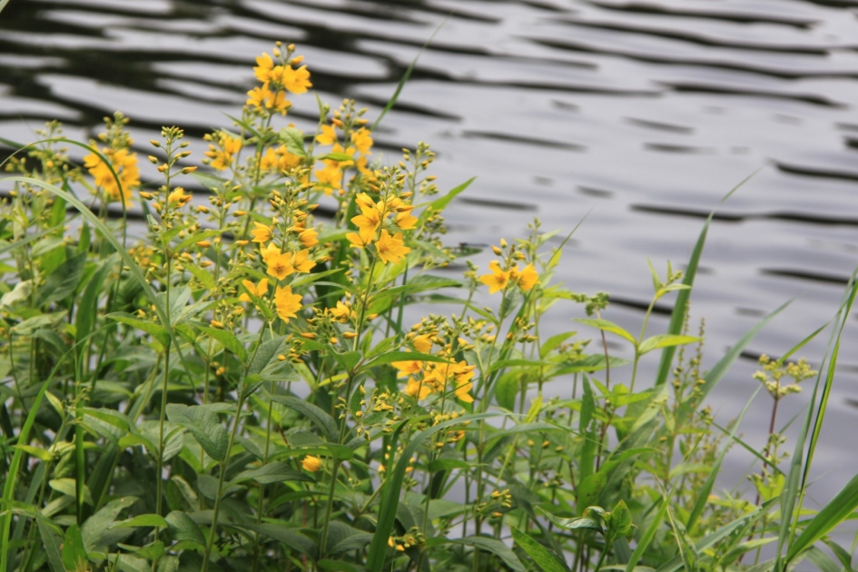 Grote Wederik - Planten - 