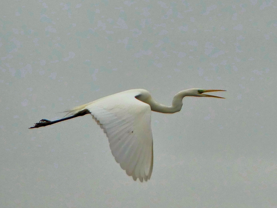 Grote Zilverreiger in vlucht - Vogels - Grote Zilverreiger