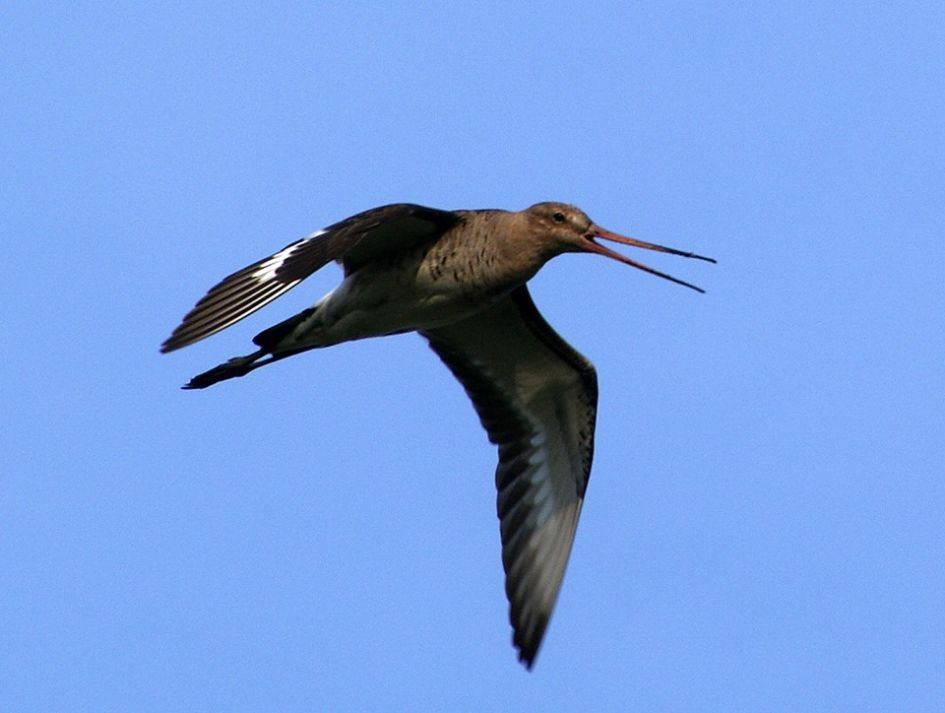 Grutto - Vogels - Grutto