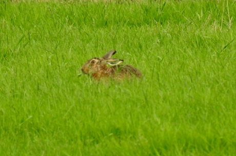 HAAS AAN DE MAALTIJD