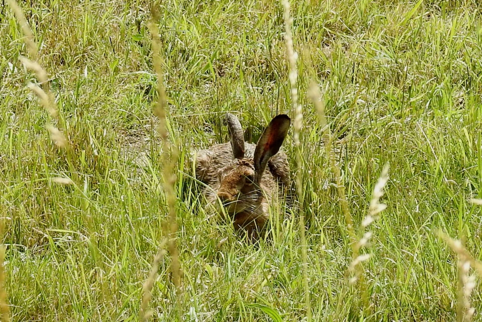 Haas in zijn leger - Zoogdieren - 