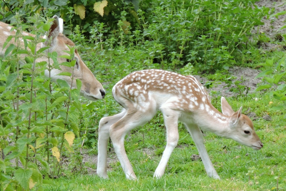 He kleine waar ga je naar toe?! - Zoogdieren - Damhert