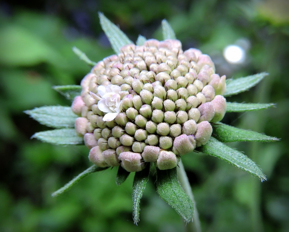 het allereerste bloempje - Planten - Duifkruid