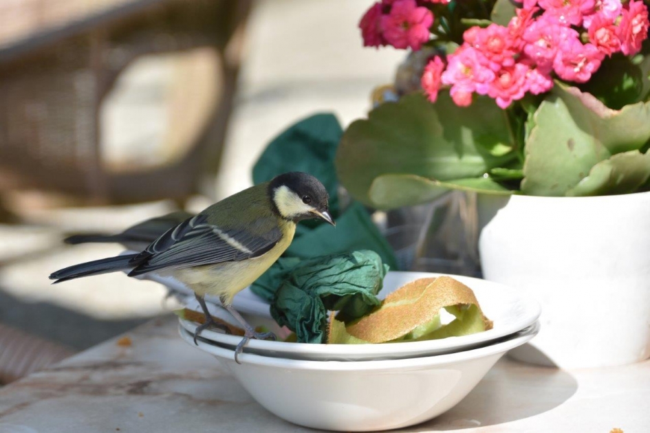 Hier ligt nog iets... - Vogels - 