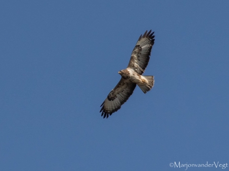 Buizerd High in the sky