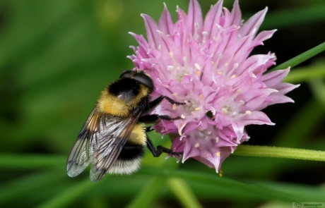Hommel op bloem bieslook