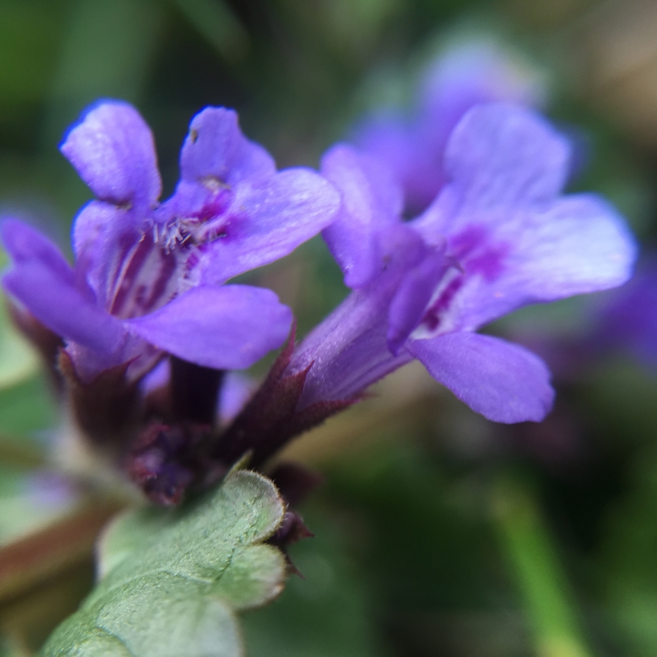 Hondsdraf - Planten - Hondsdraf